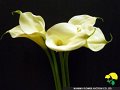 Zantedeschia aethiopica Wedding March